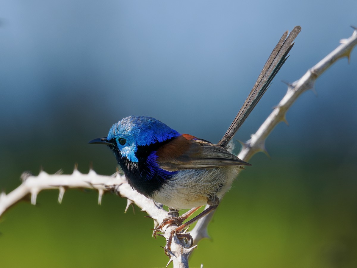 Variegated Fairywren - ML646831754