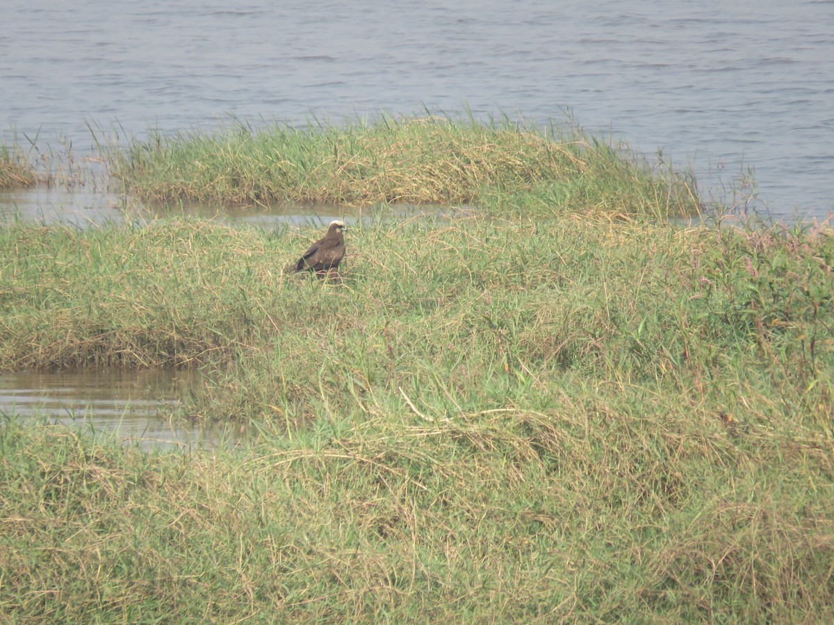 moták pochop - ML646831755