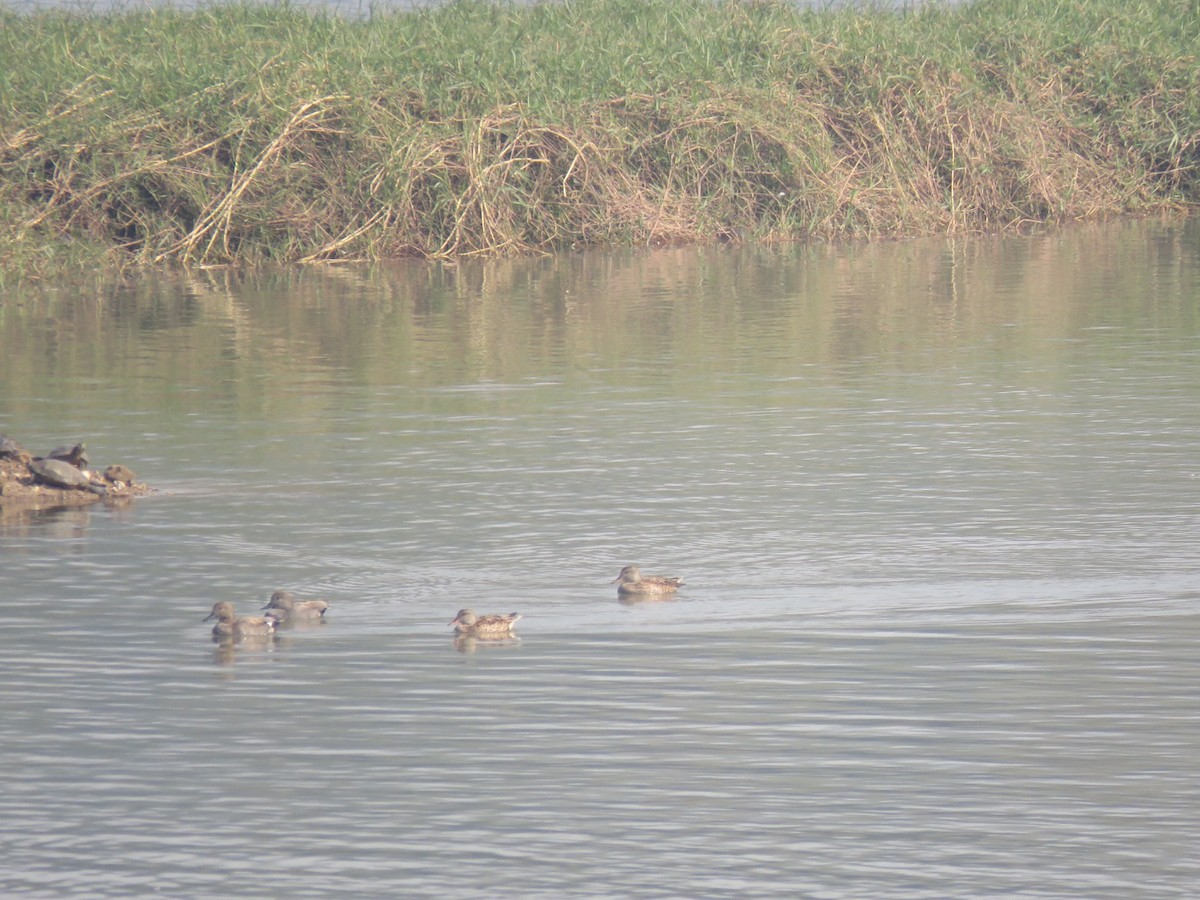 赤膀鴨 - ML646831756