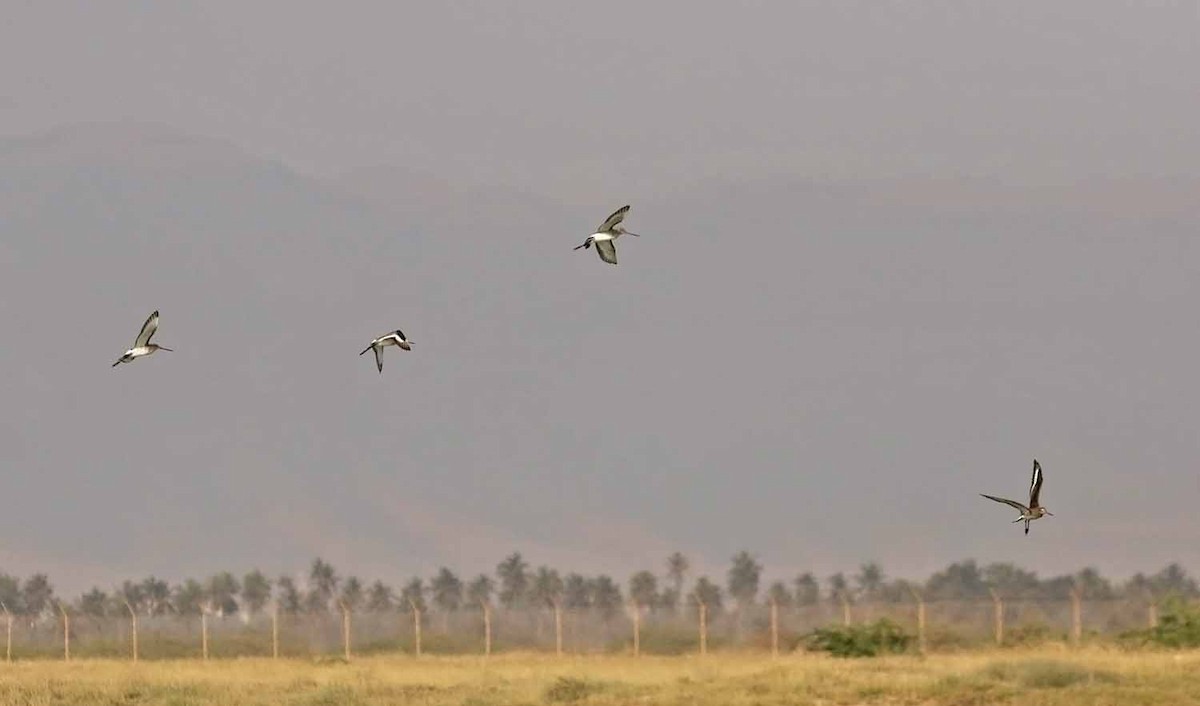 Большой веретенник - ML646831761