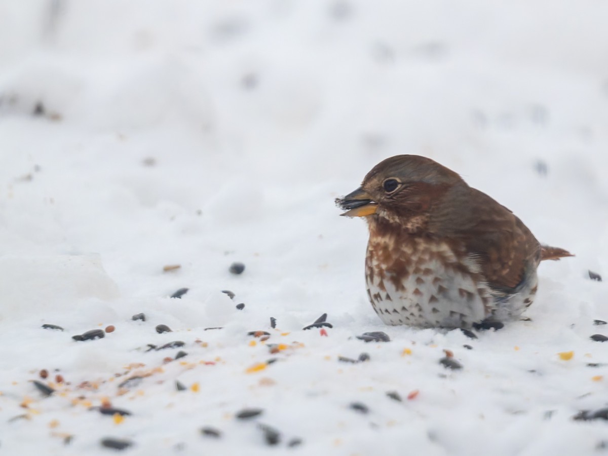 strnadec kaštanový - ML646831767