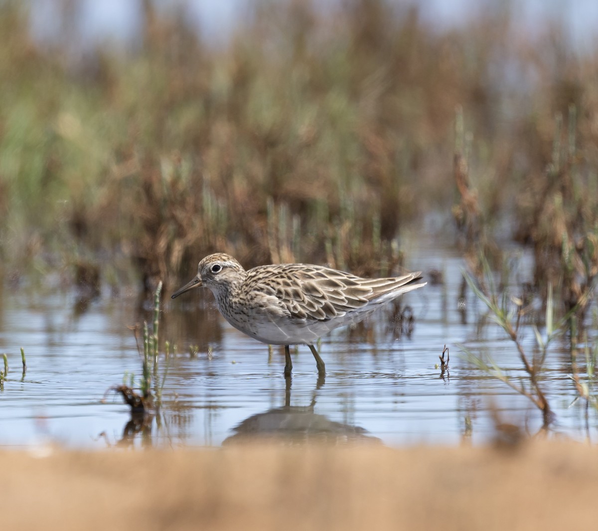 Sharp-tailed Sandpiper - ML646831772