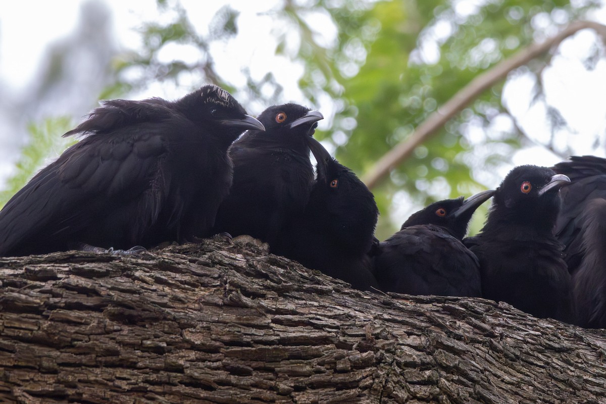 White-winged Chough - ML646831773