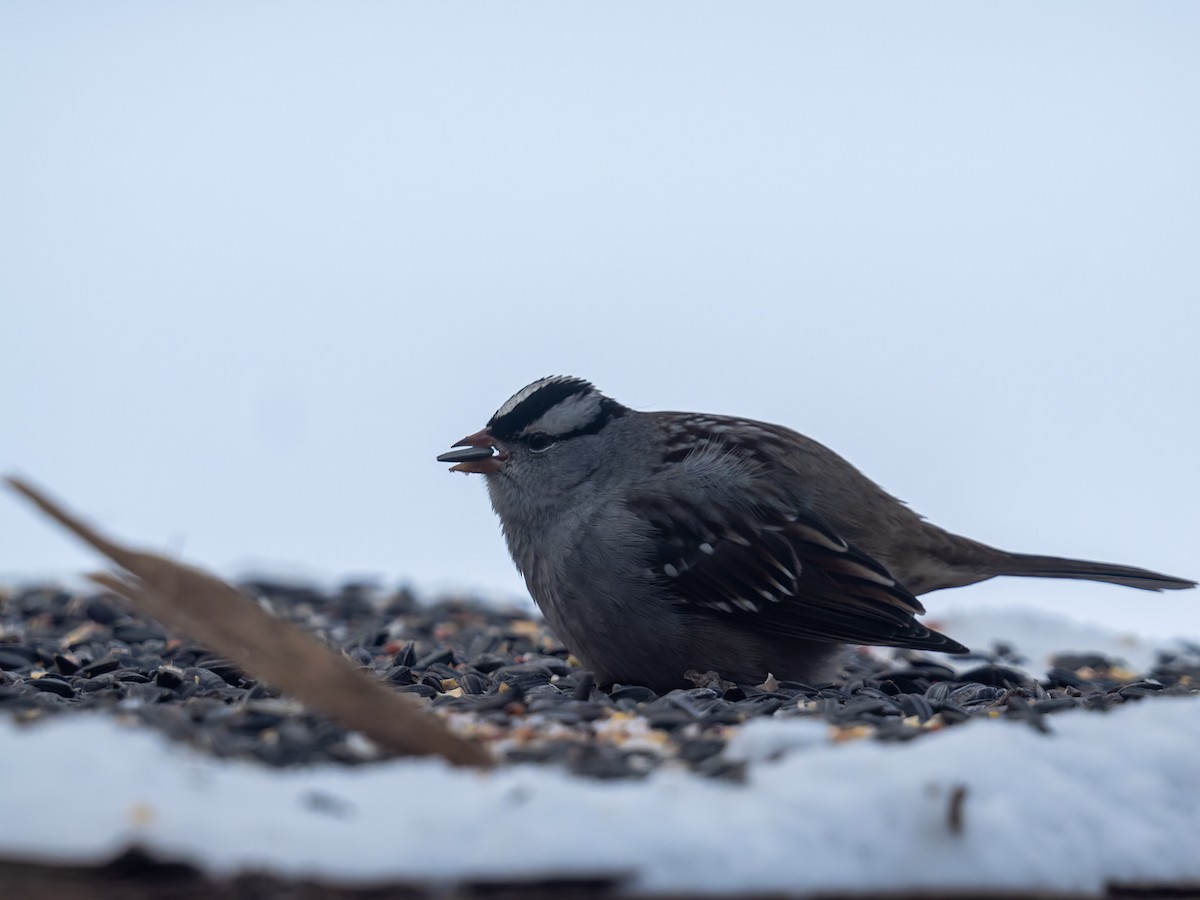 strnadec bělopásý - ML646831774
