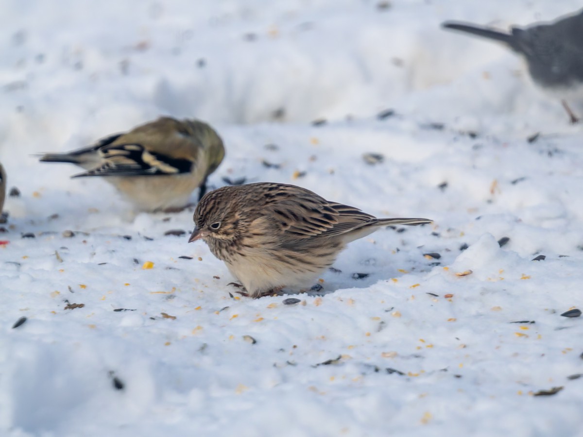 Vesper Sparrow - ML646831776