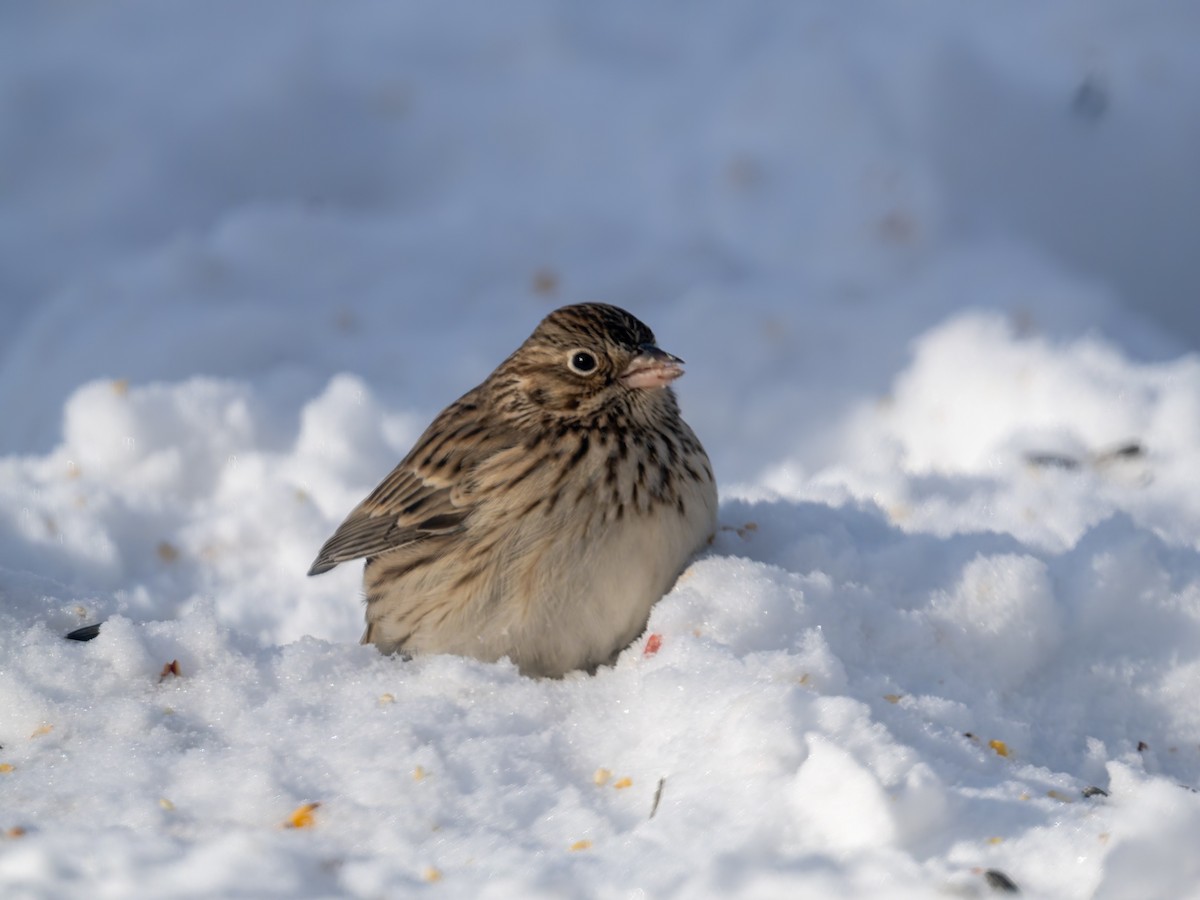 Vesper Sparrow - ML646831777