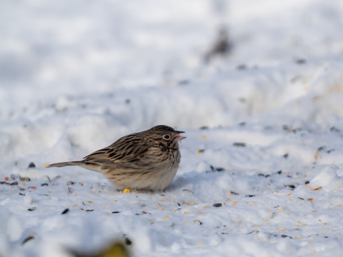 Vesper Sparrow - ML646831778
