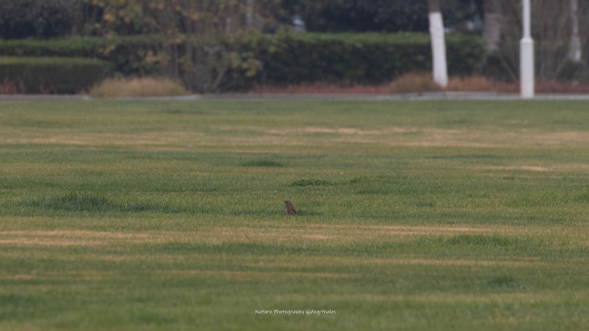 Naumann's Thrush - ML646831779