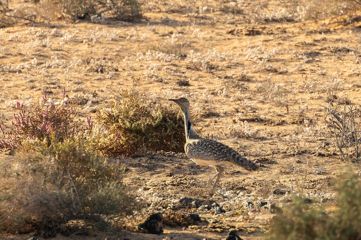 Hubara basoilo afrikarra - ML646831782