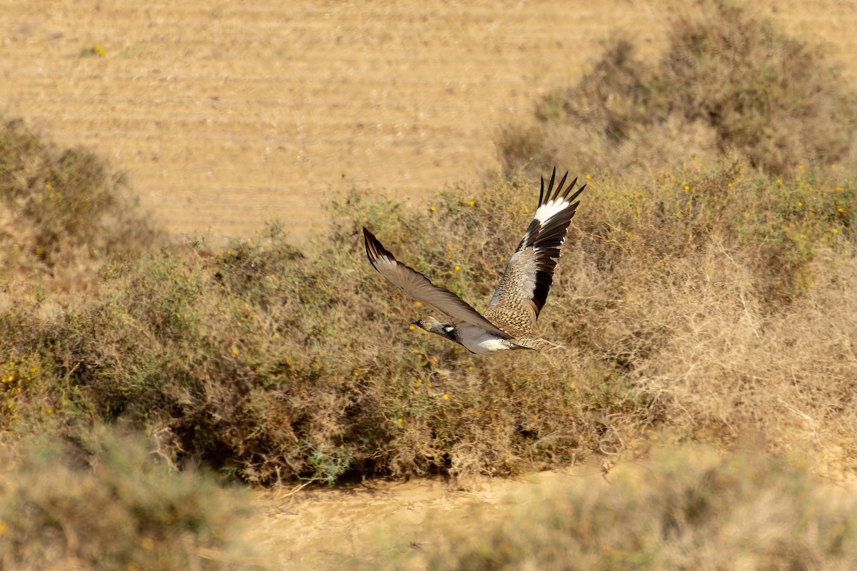 Hubara basoilo afrikarra - ML646831783