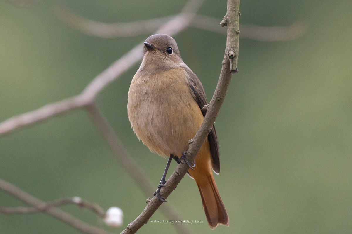 Daurian Redstart - ML646831785