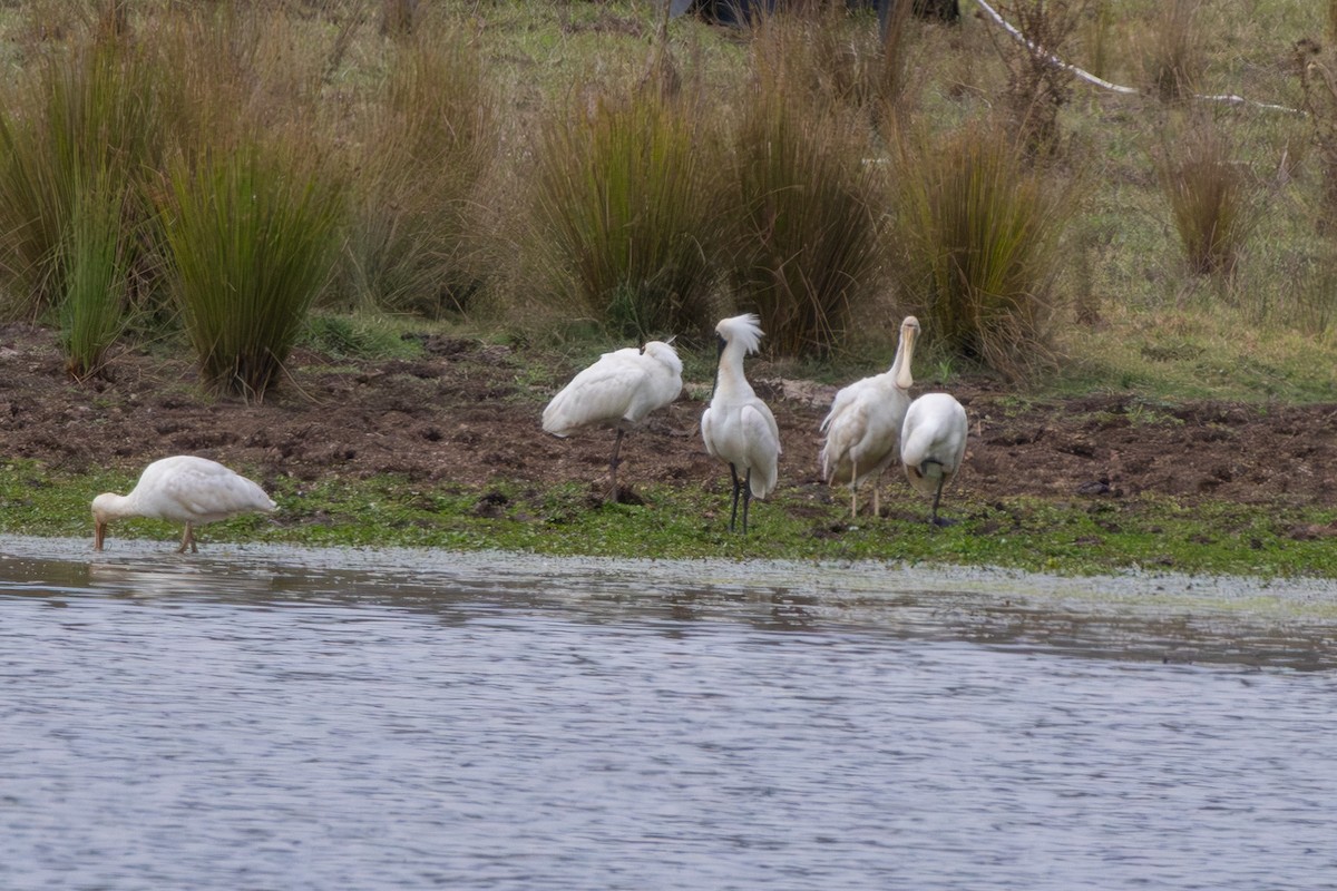 Yellow-billed Spoonbill - ML646831786