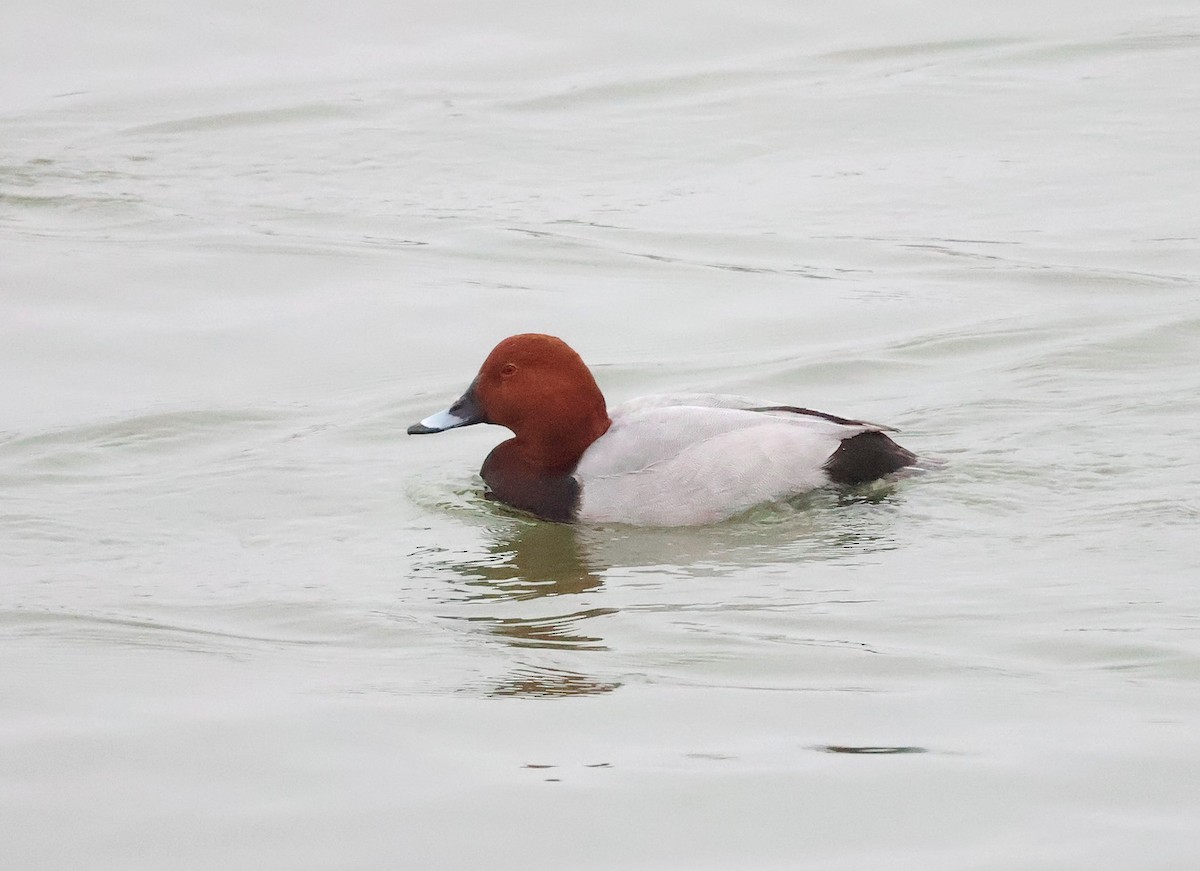 taffeland - ML646831790