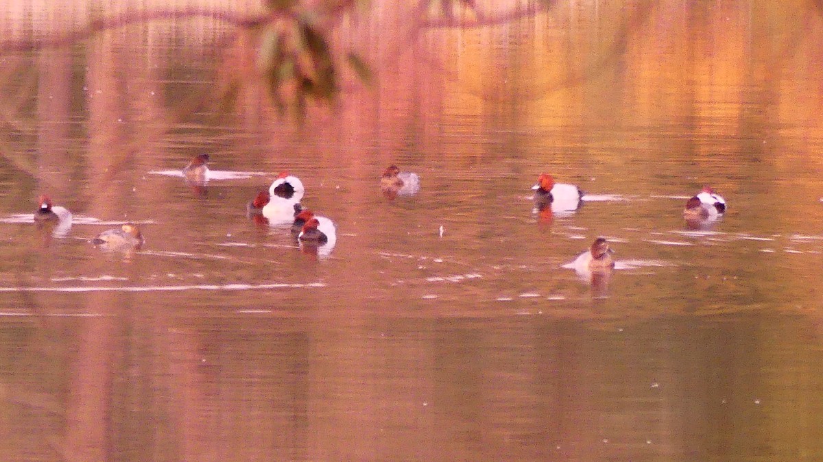 taffeland - ML646831797