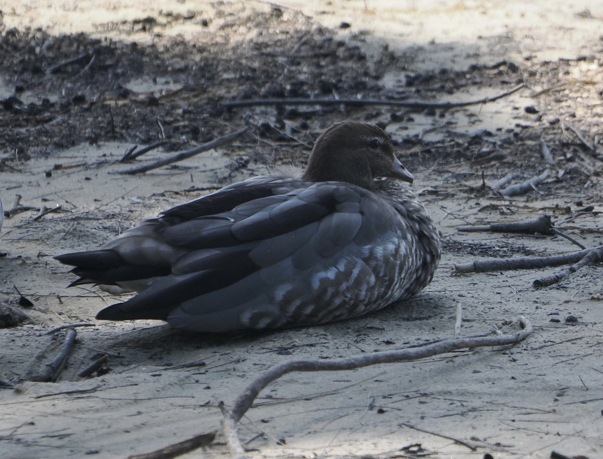 タテガミガン - ML646831799