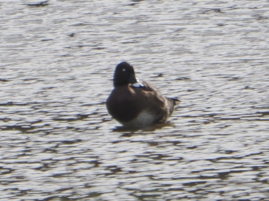 Hardhead - ML646831800