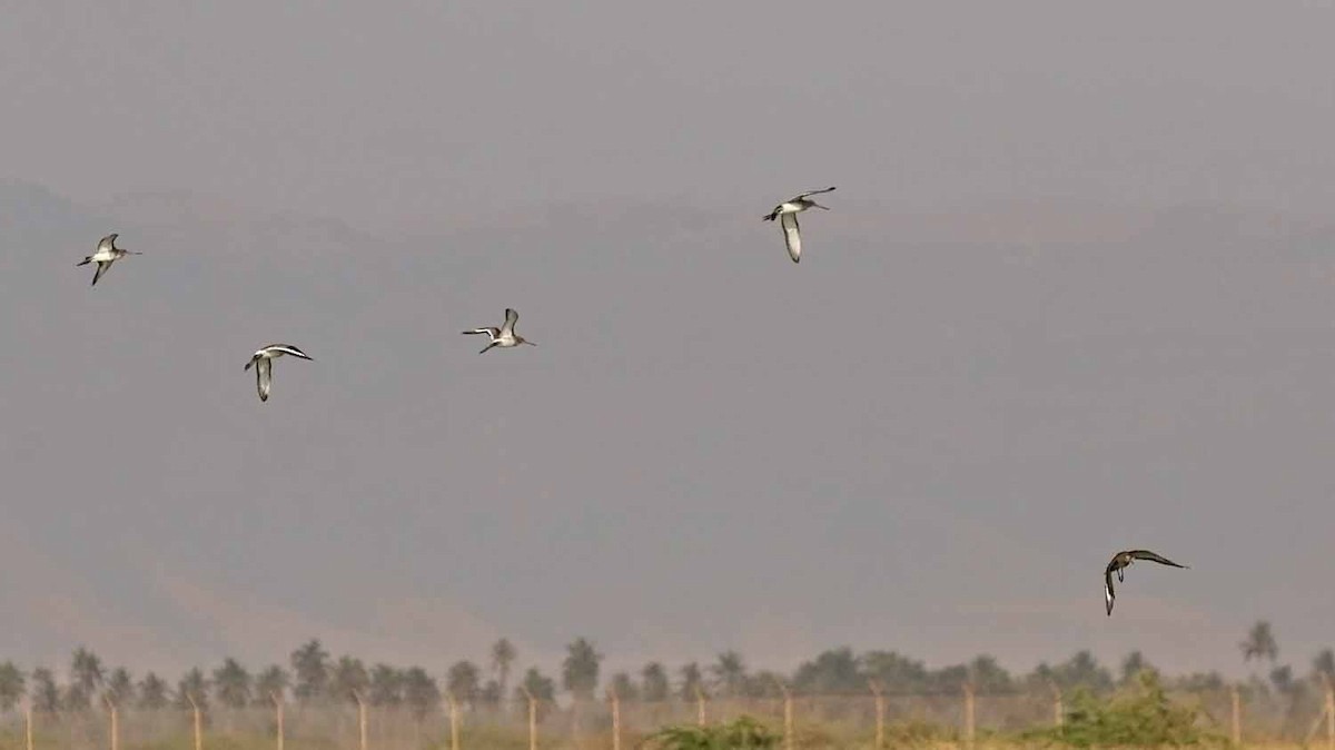 Большой веретенник - ML646831801