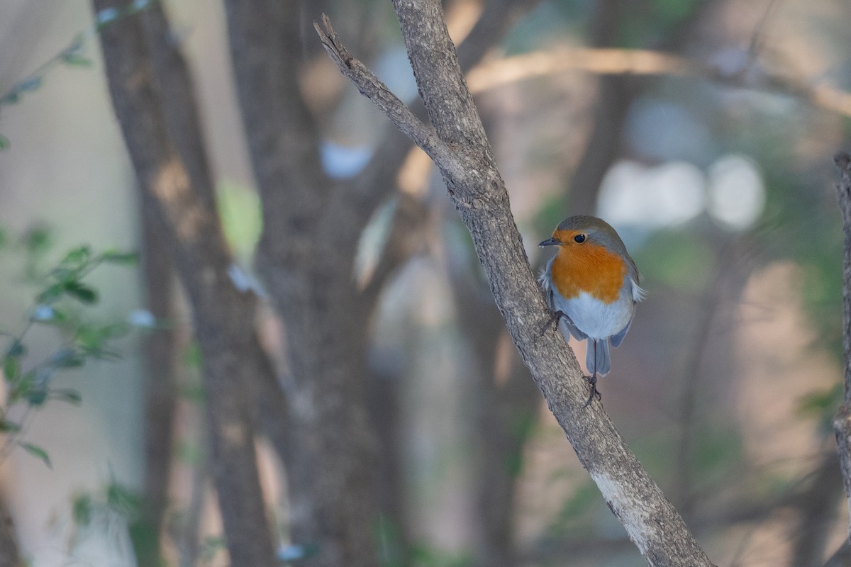 Rotkehlchen - ML646831803