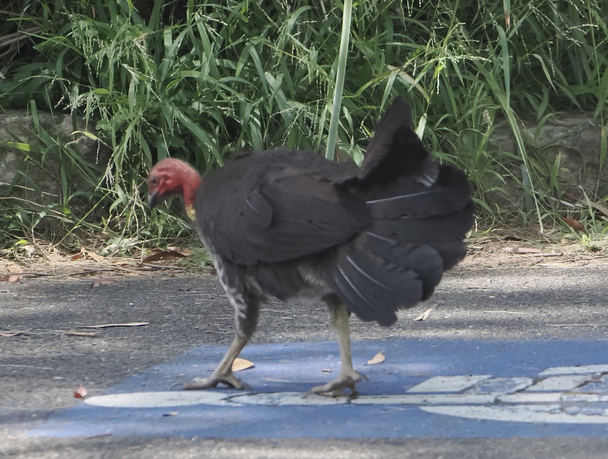 ヤブツカツクリ - ML646831804