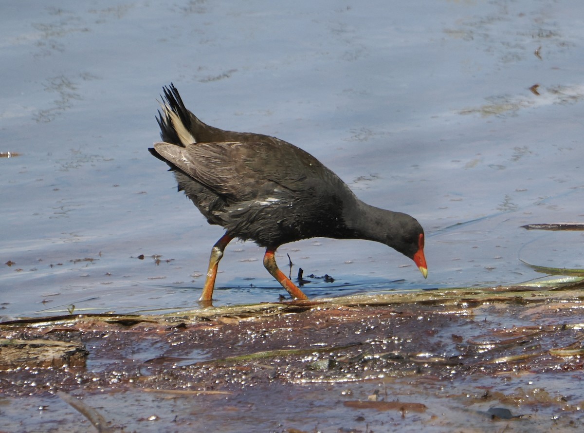 ネッタイバン - ML646831805