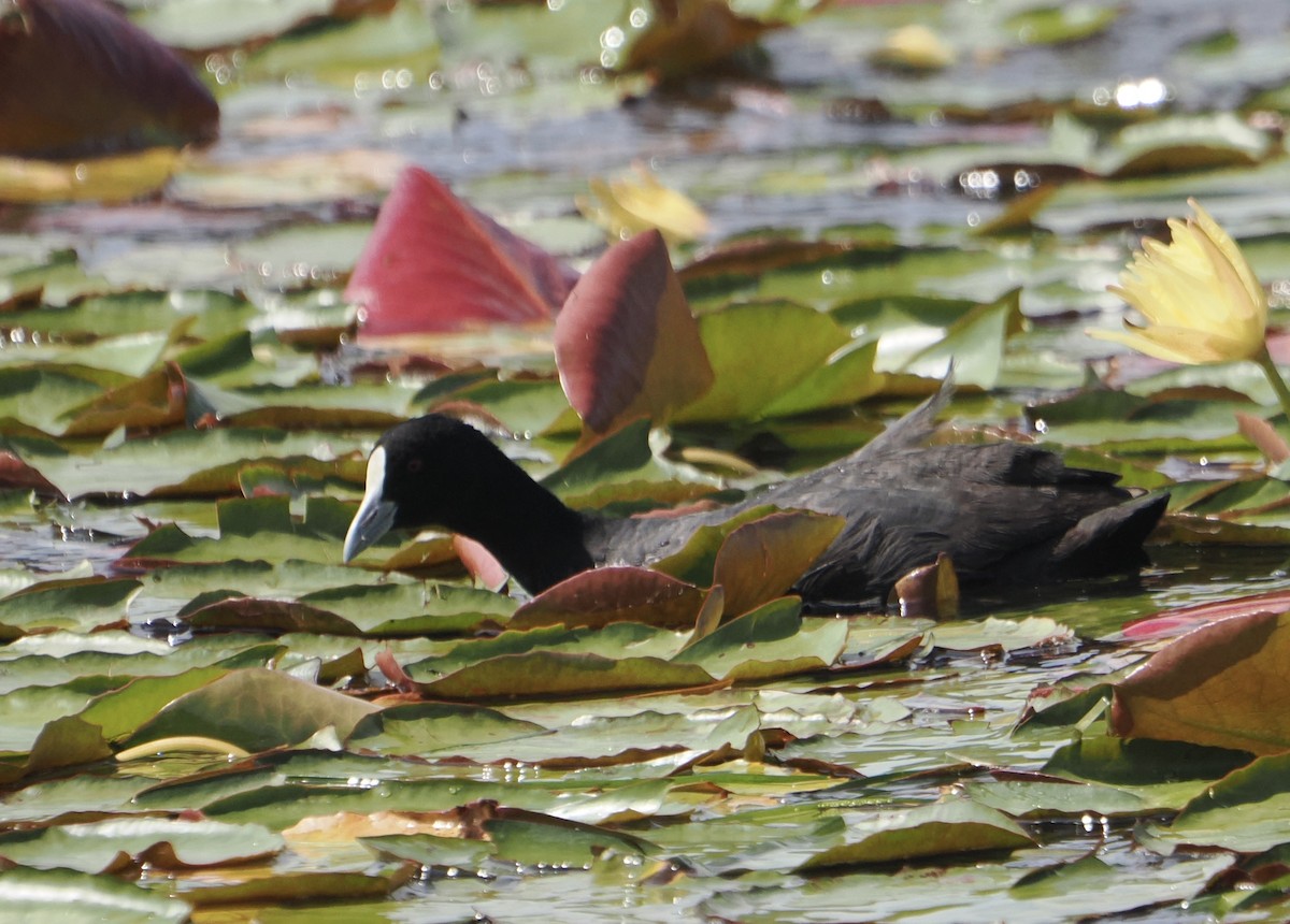 オオバン - ML646831806