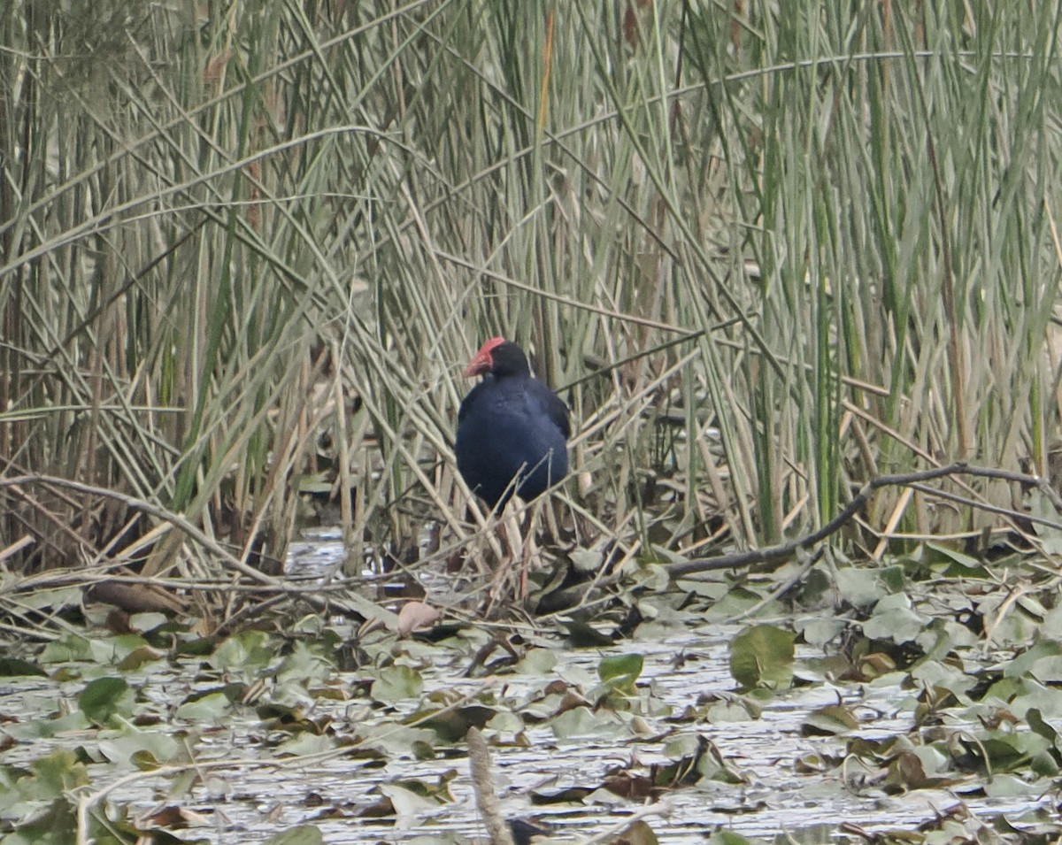 オーストラリアセイケイ - ML646831807