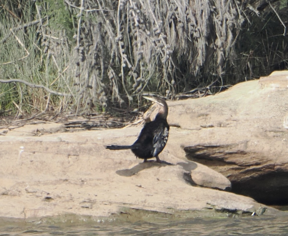 オーストラリアヘビウ - ML646831810