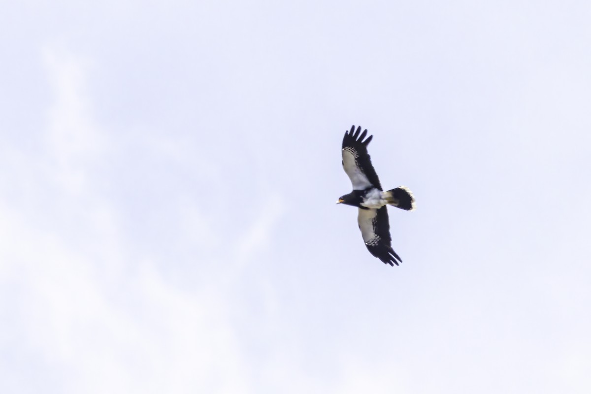 Mountain Caracara - ML646831812