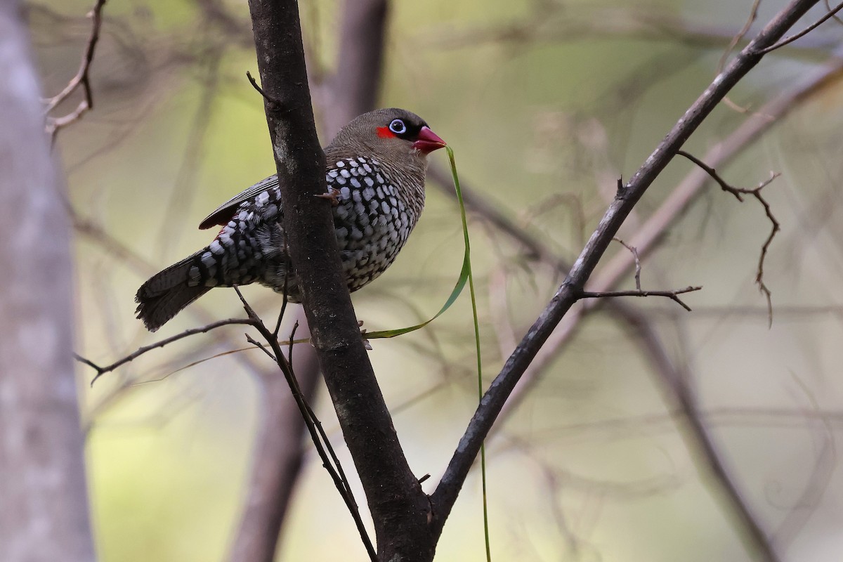 Red-eared Firetail - ML646831813