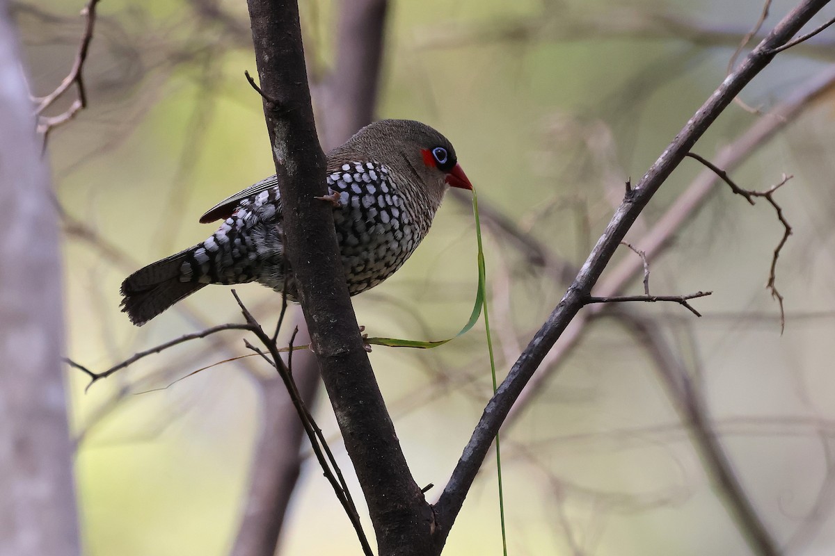Red-eared Firetail - ML646831814