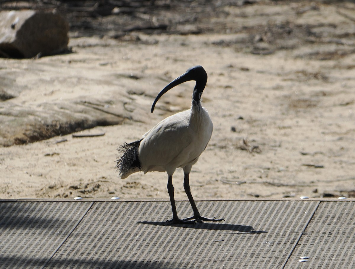 オーストラリアクロトキ - ML646831815