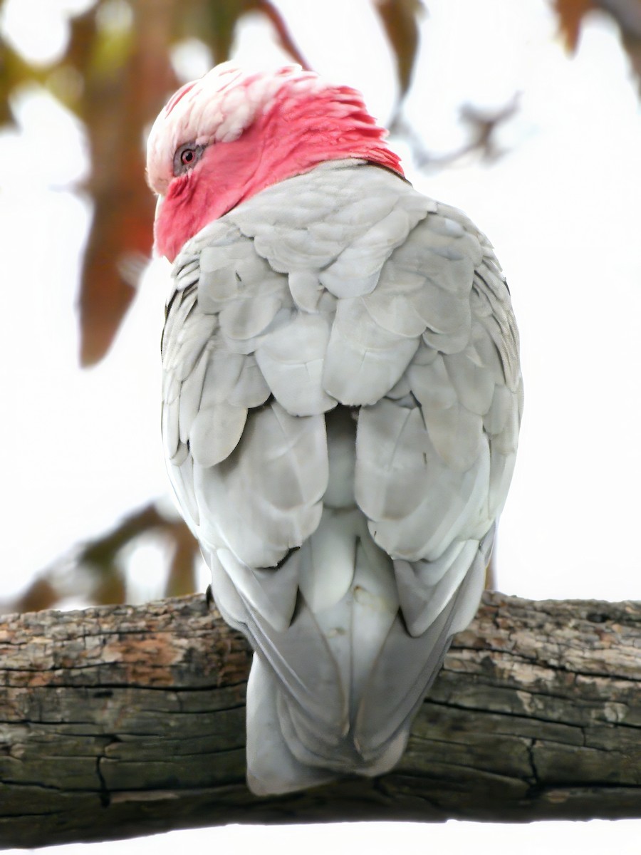 Cacatoès rosalbin - ML646831817