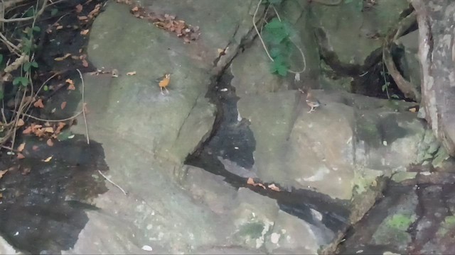 橙頭地鶇 - ML646831818