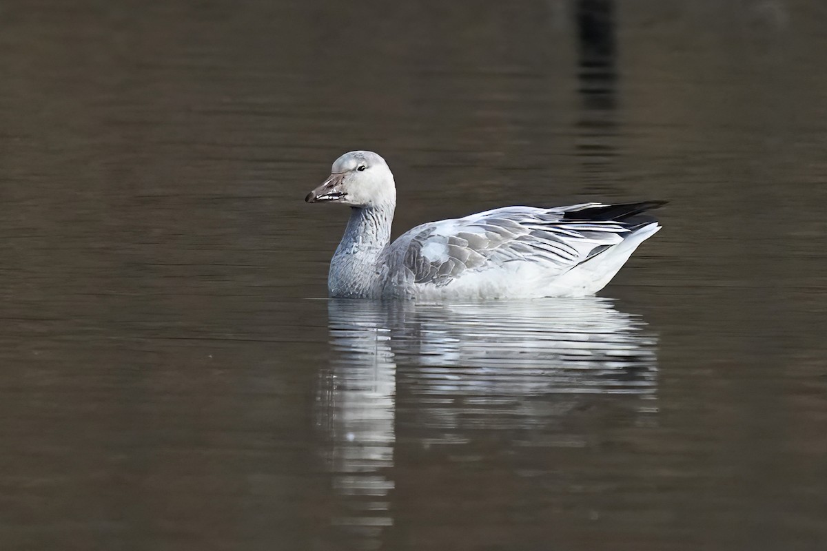 Snow Goose - ML646831819