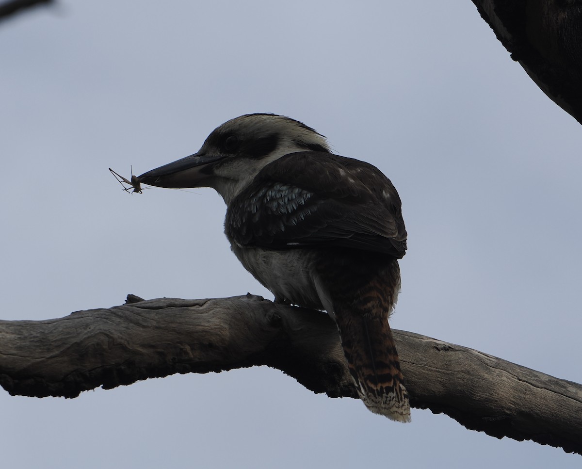 ワライカワセミ - ML646831820