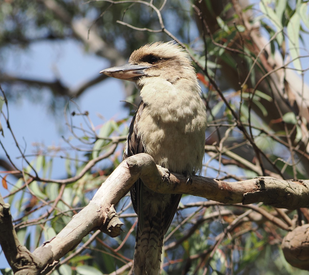 ワライカワセミ - ML646831821