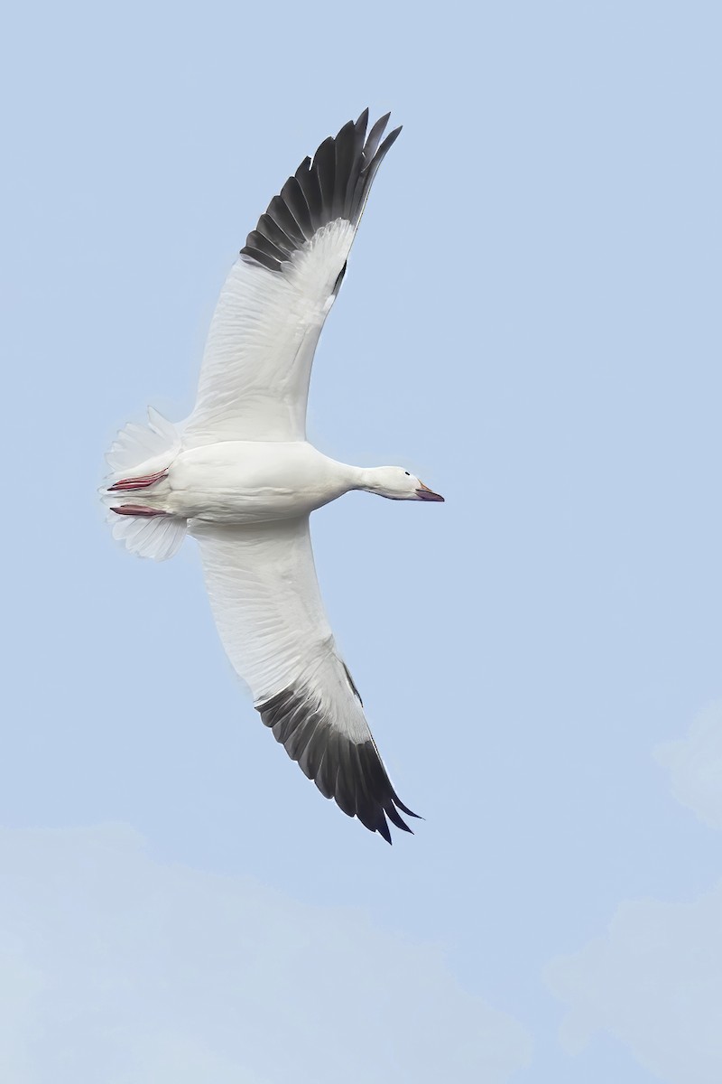 Snow Goose - ML646831824