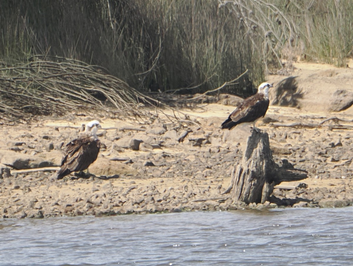 ミサゴ - ML646831825