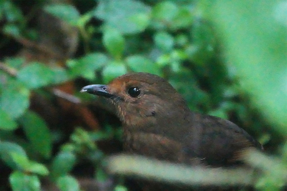 セイロンルリチョウ - ML646831826