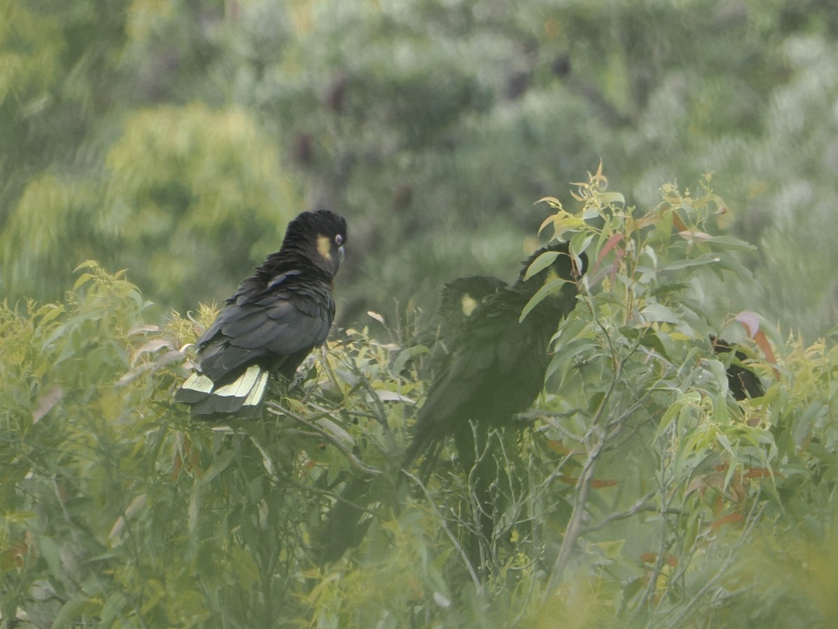 キイロオクロオウム - ML646831827