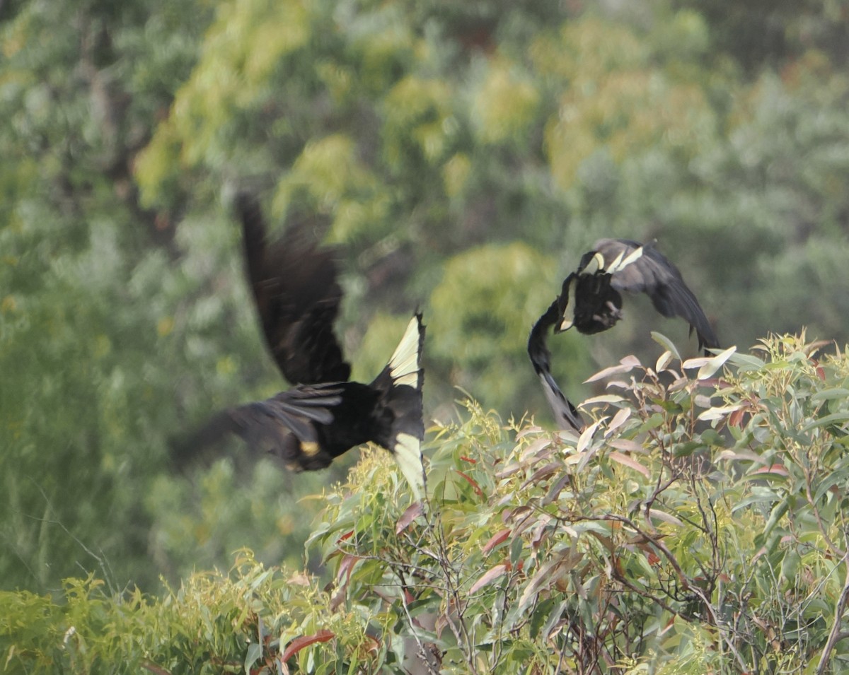 キイロオクロオウム - ML646831828