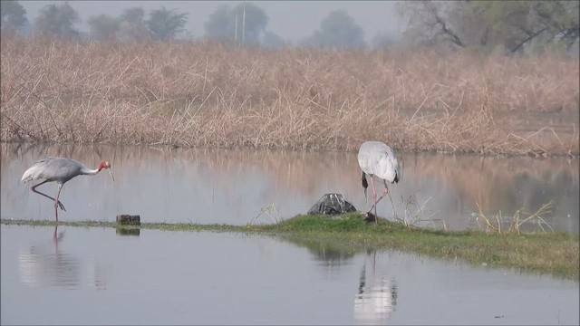 Sarus Crane - ML646831829