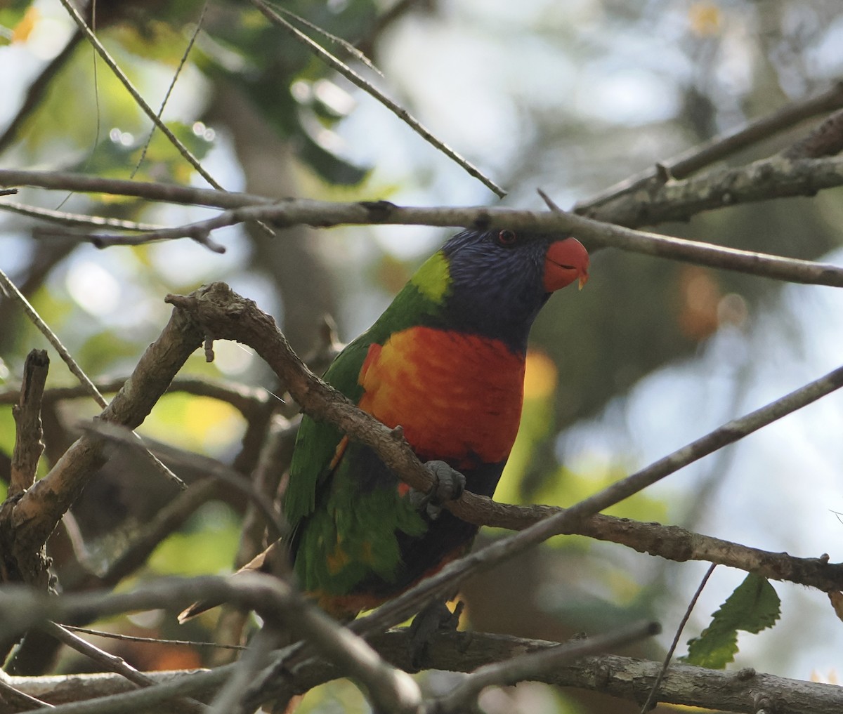 オーストラリアゴシキセイガイインコ - ML646831830