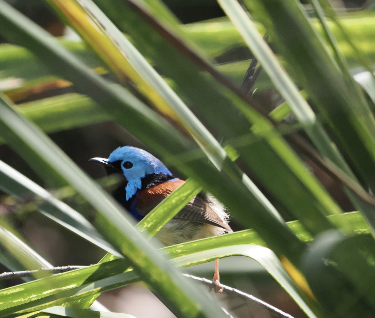 タサイオーストラリアムシクイ - ML646831834