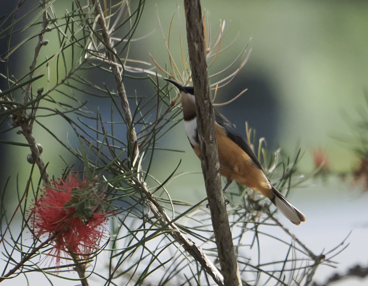 キリハシミツスイ - ML646831835