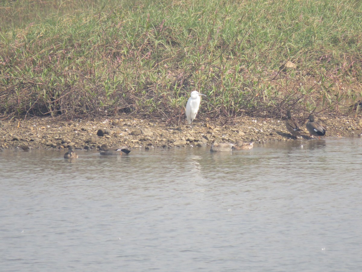 Aigrette garzette - ML646831840