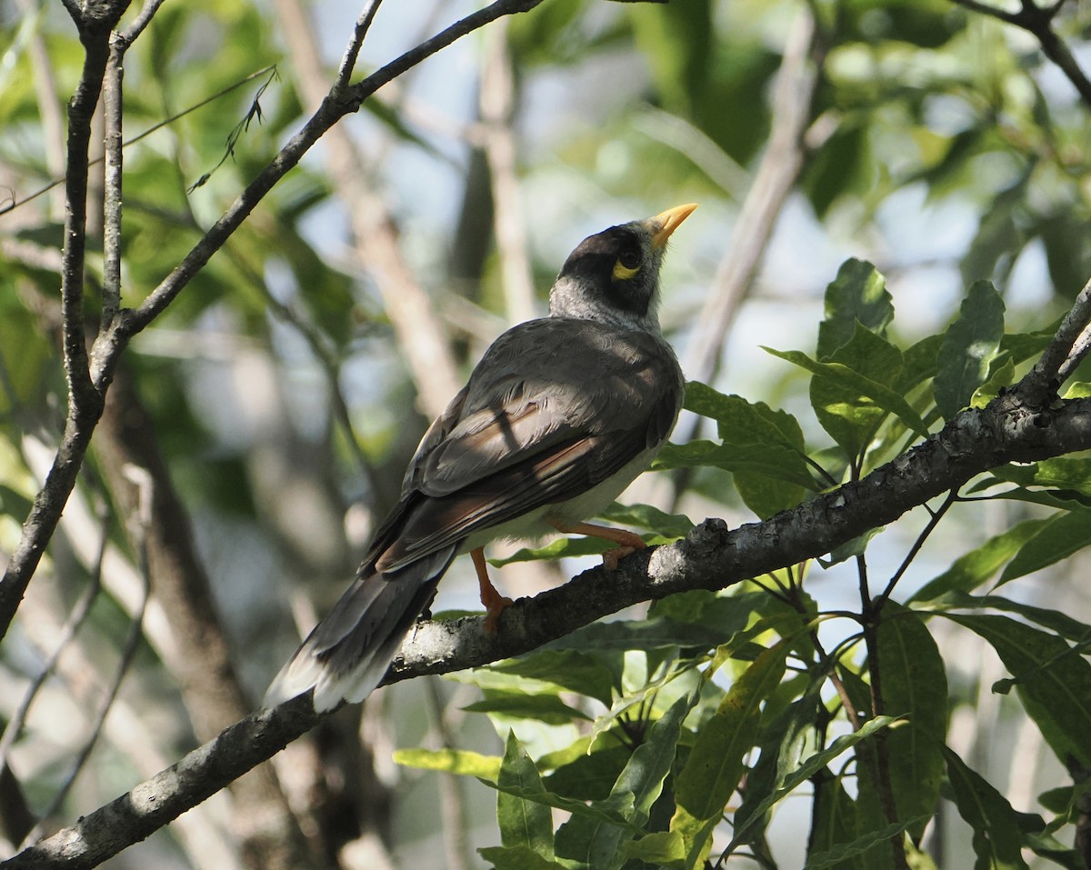 クロガオミツスイ - ML646831841