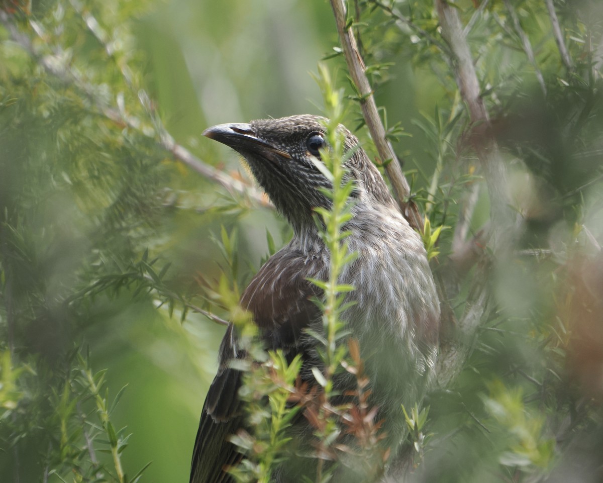 ハイガシラミツスイ - ML646831842
