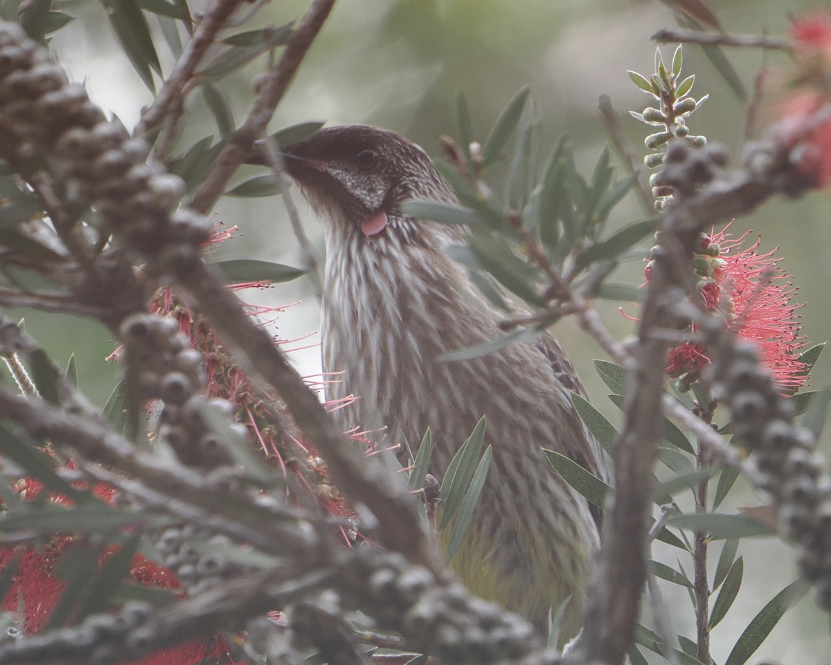 アカミミダレミツスイ - ML646831843