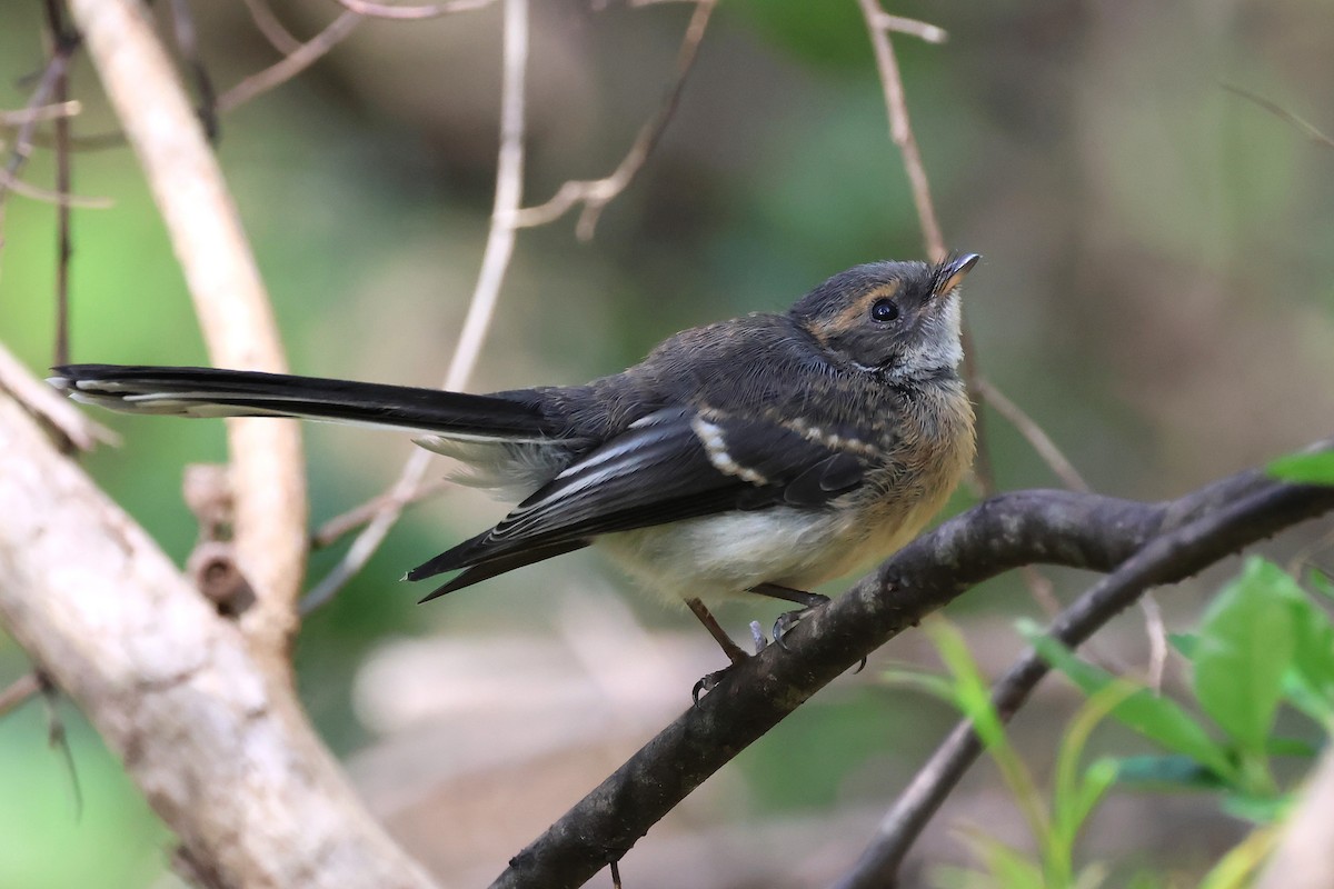 Gray Fantail (preissi) - ML646831844